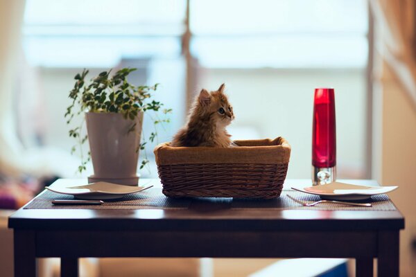 A kitten in a basket on the dining table