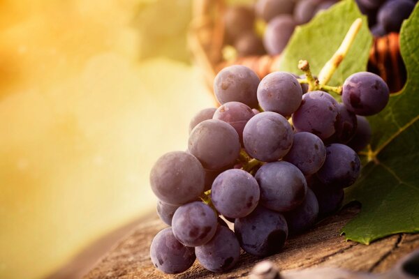 A bunch of grapes with a vine absorbs the sun