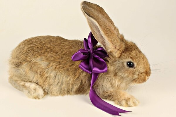 A soft gift . A bow on the ears of a rabbit