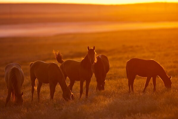 Beautiful horses eat grass at sunset in a field