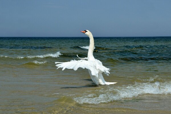 Weißer Schwan streckte im Flug den Hals aus