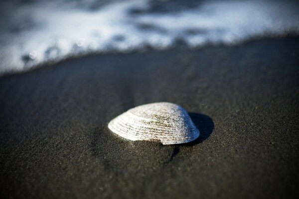 On the sandy beach pearl shell