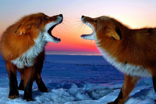 Red foxes in the snow shout at each other