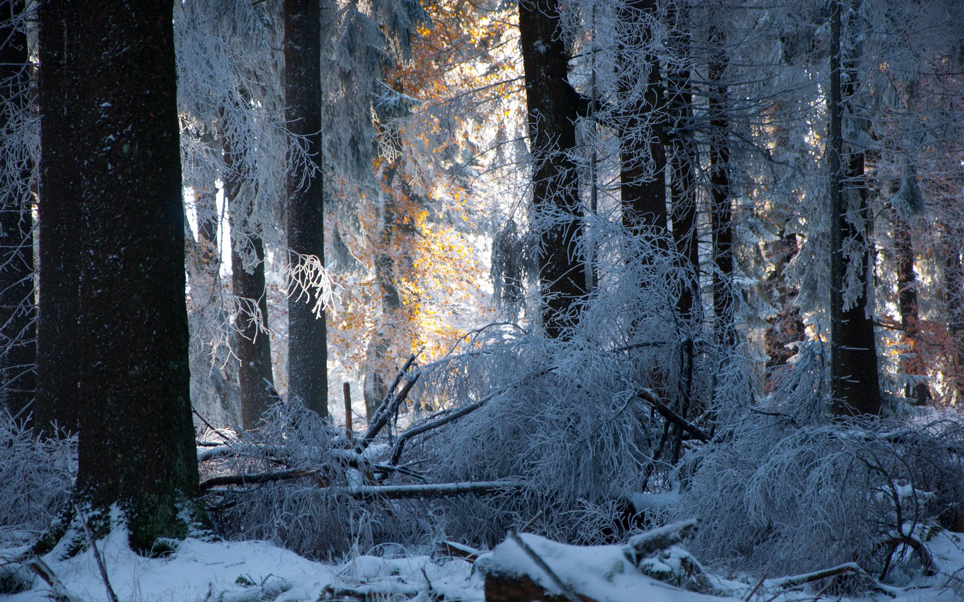 foresta alberi inverno neve