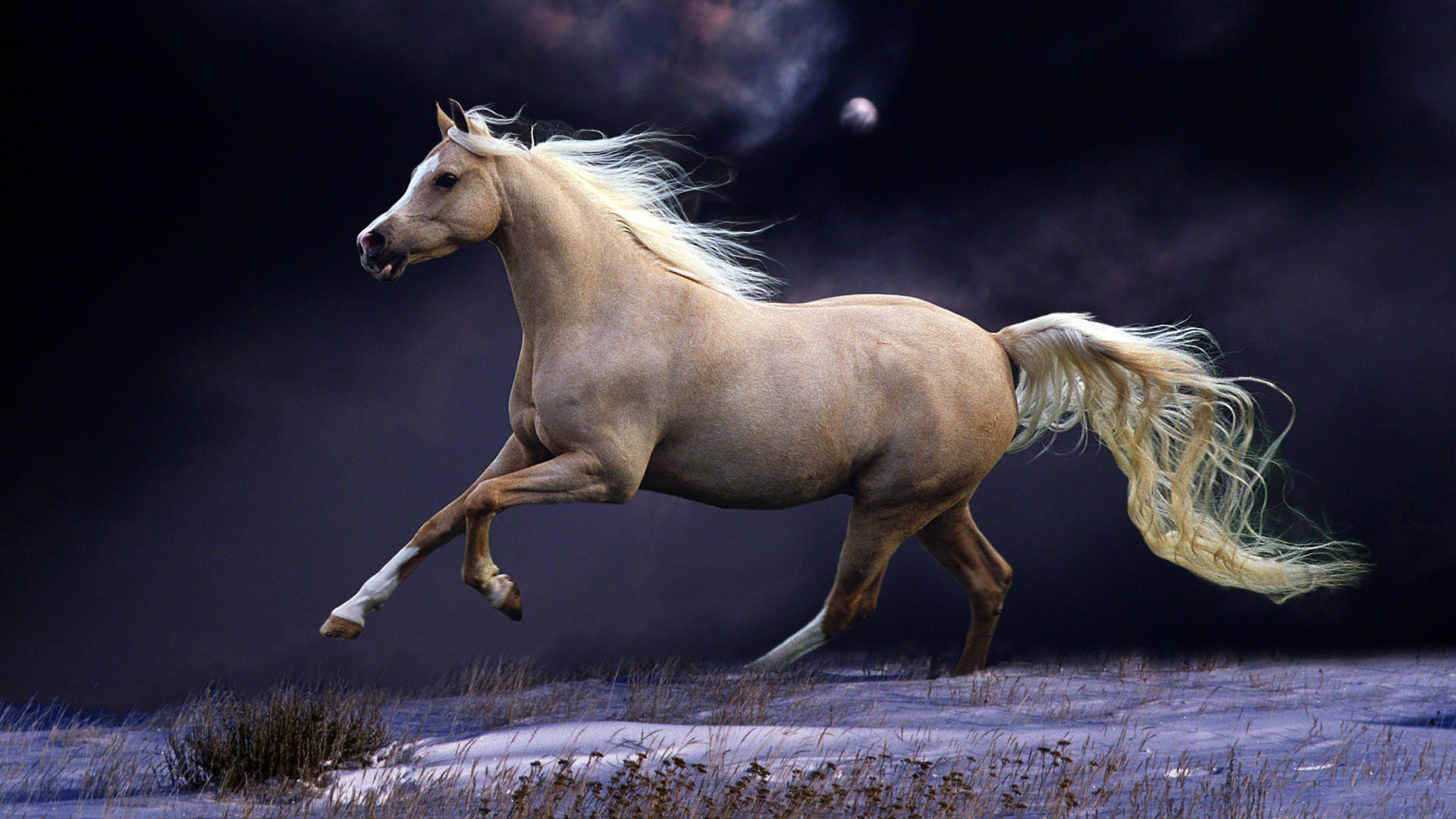 pferd nacht schwanz himmel schnee mond mähne weiß galopp