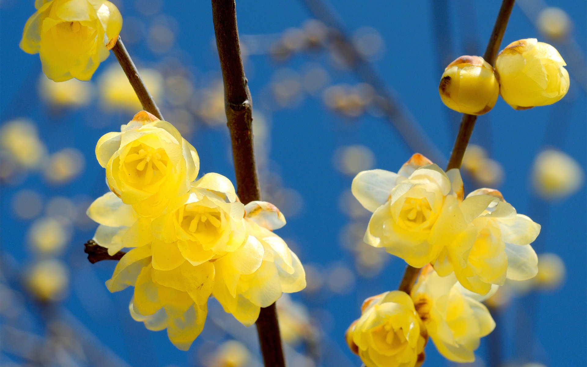 flowers flowering yellow branches spring