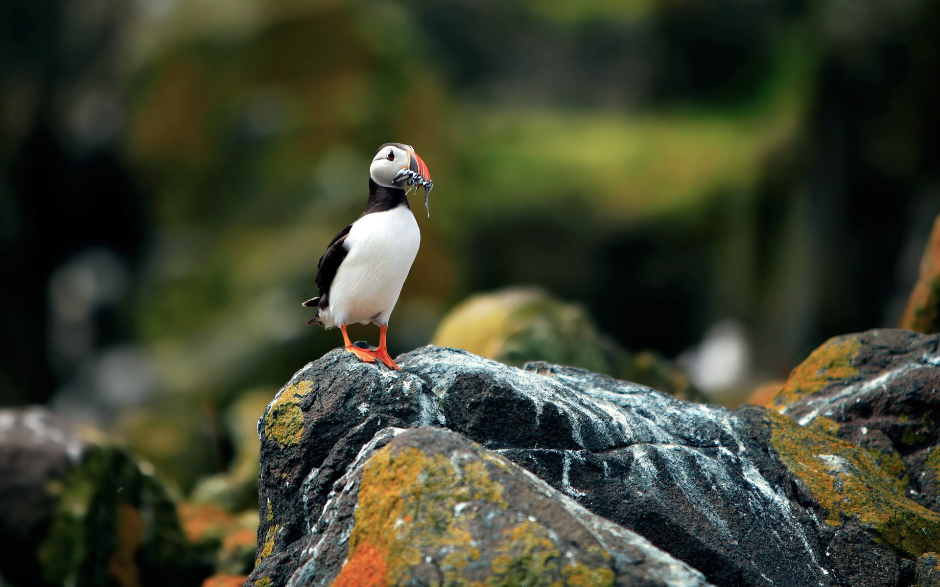 birds atlantic puffin bird petrel fratercula arctica in