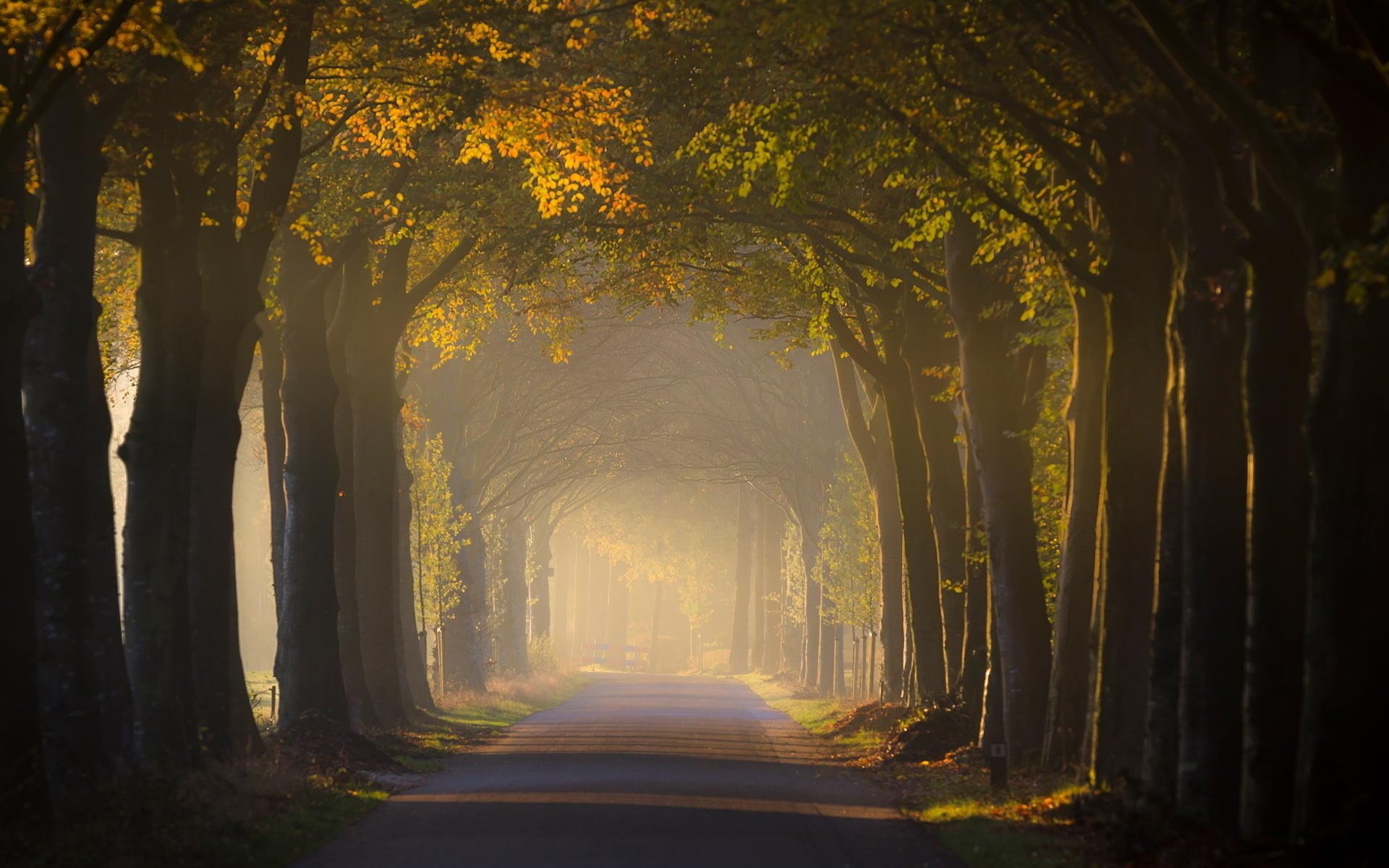 strada alberi luce paesaggio