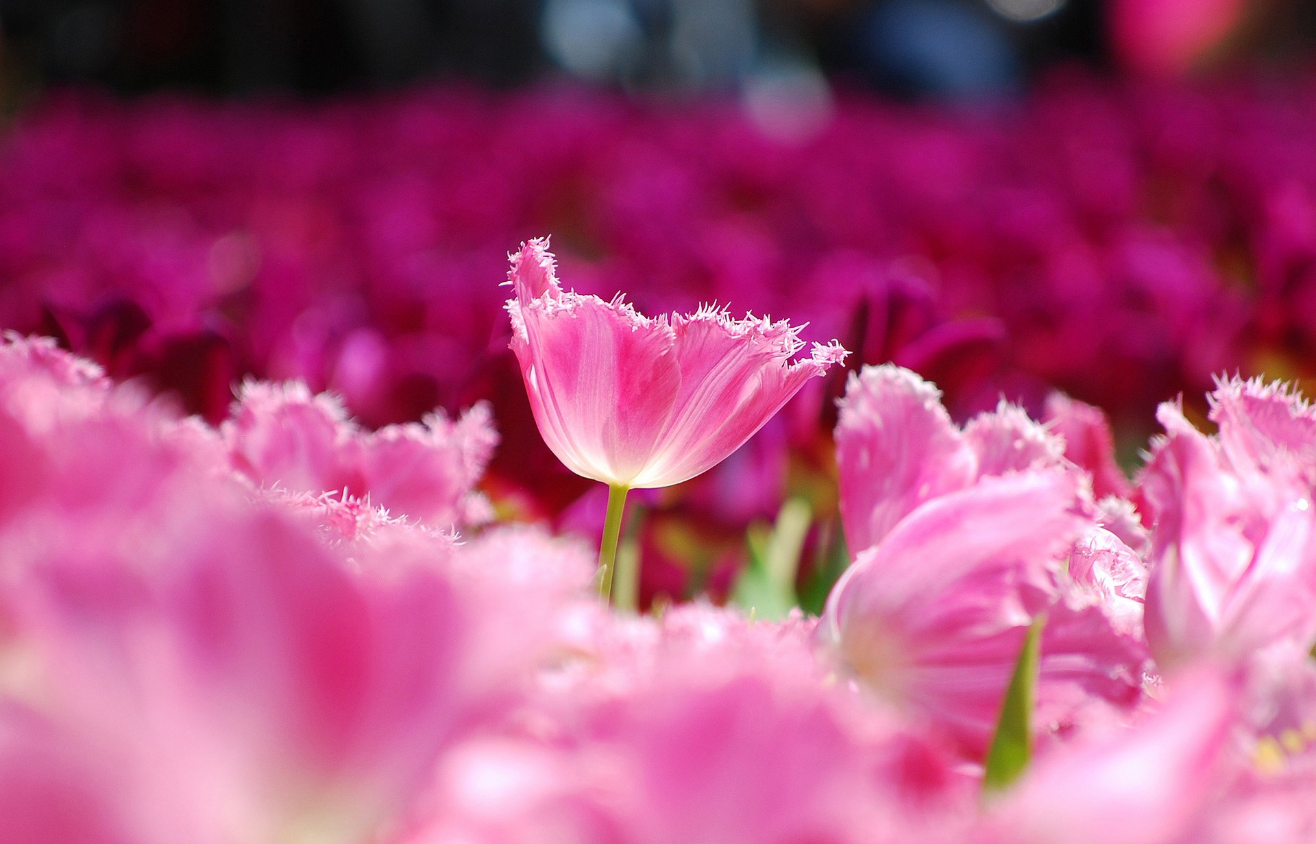 tulips flowers pink petals macro field