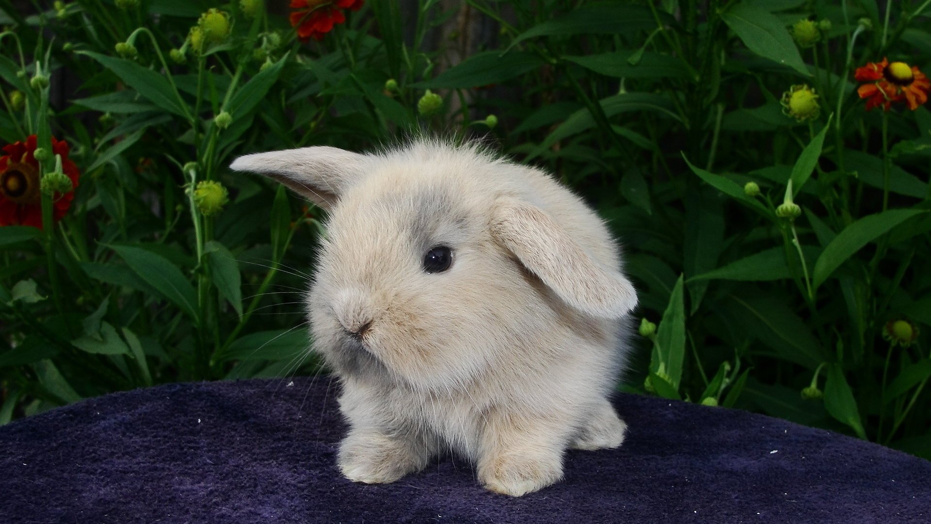 fluffy baby rabbit