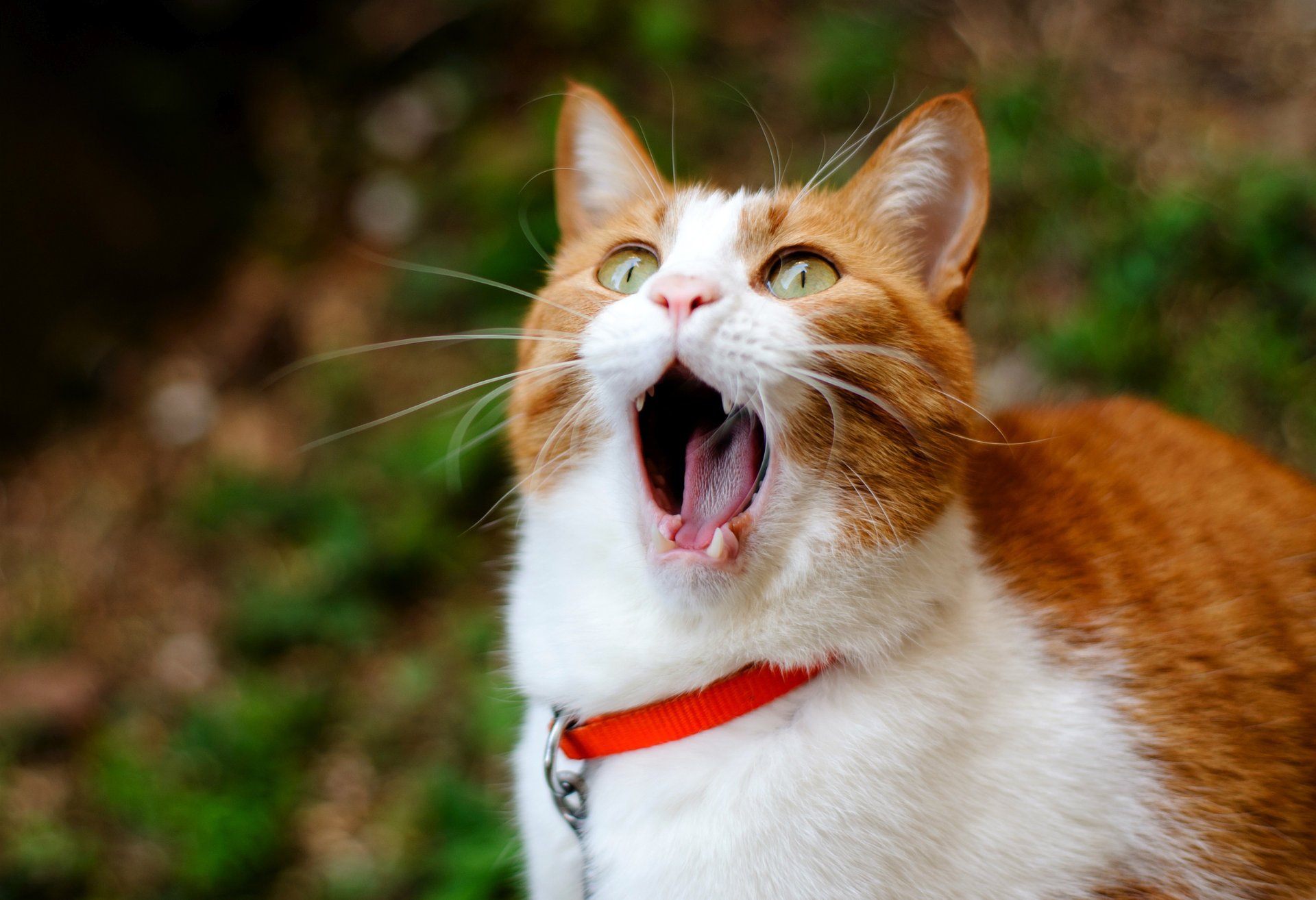 kot ginger yawns cat ziewa rudy