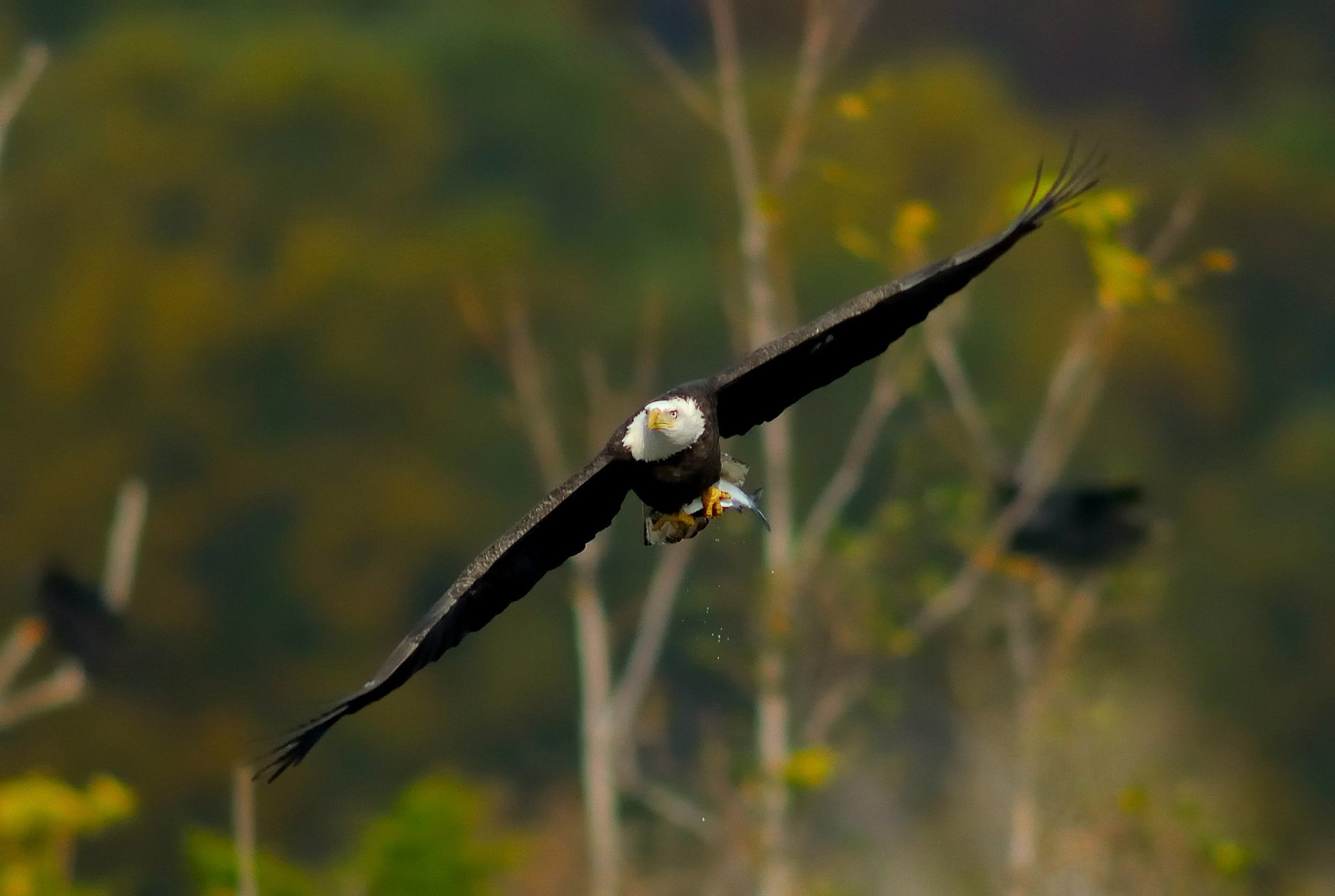 aquila ali uccello volo sbattere