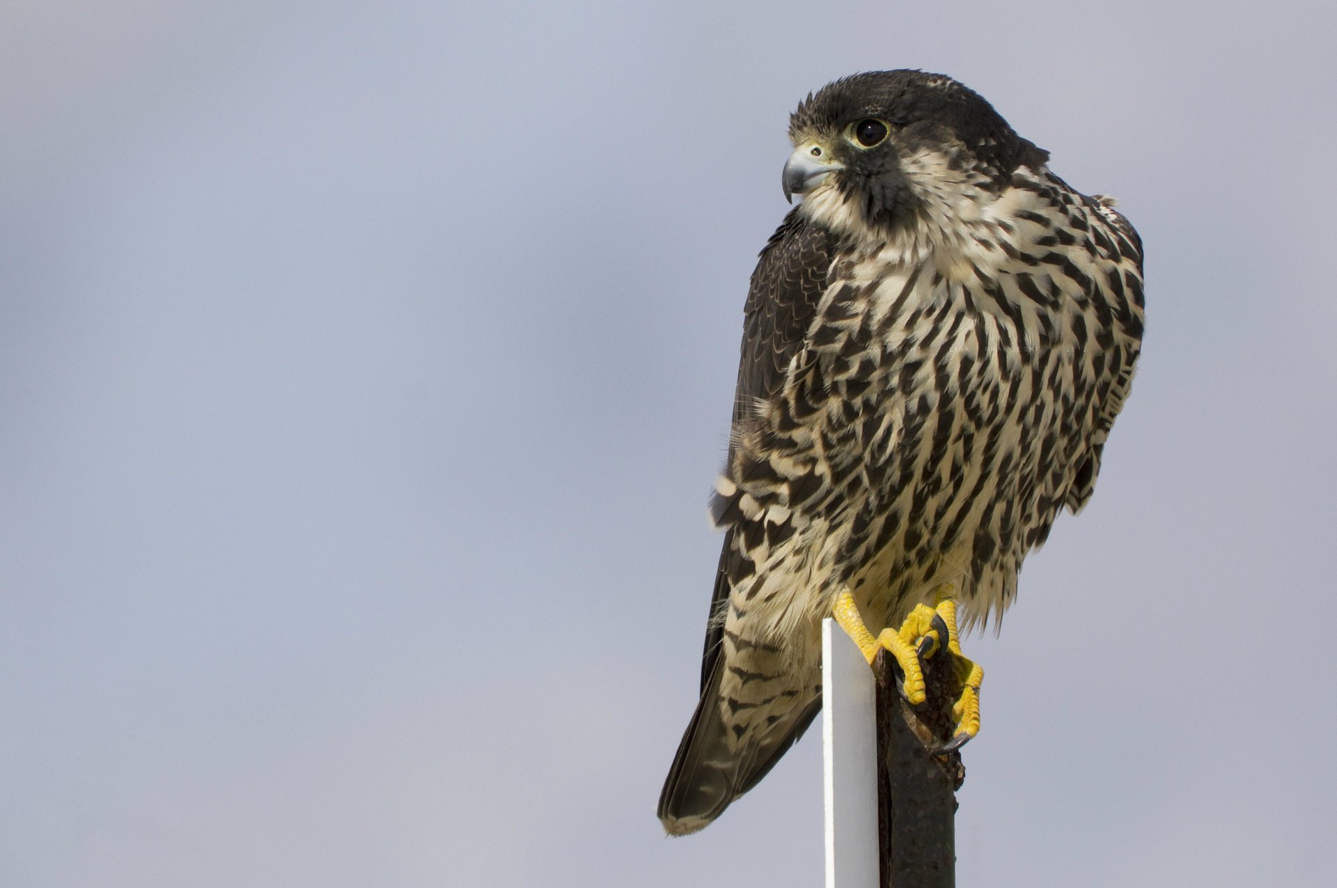 oiseau faucon pèlerin profil fond gris vue