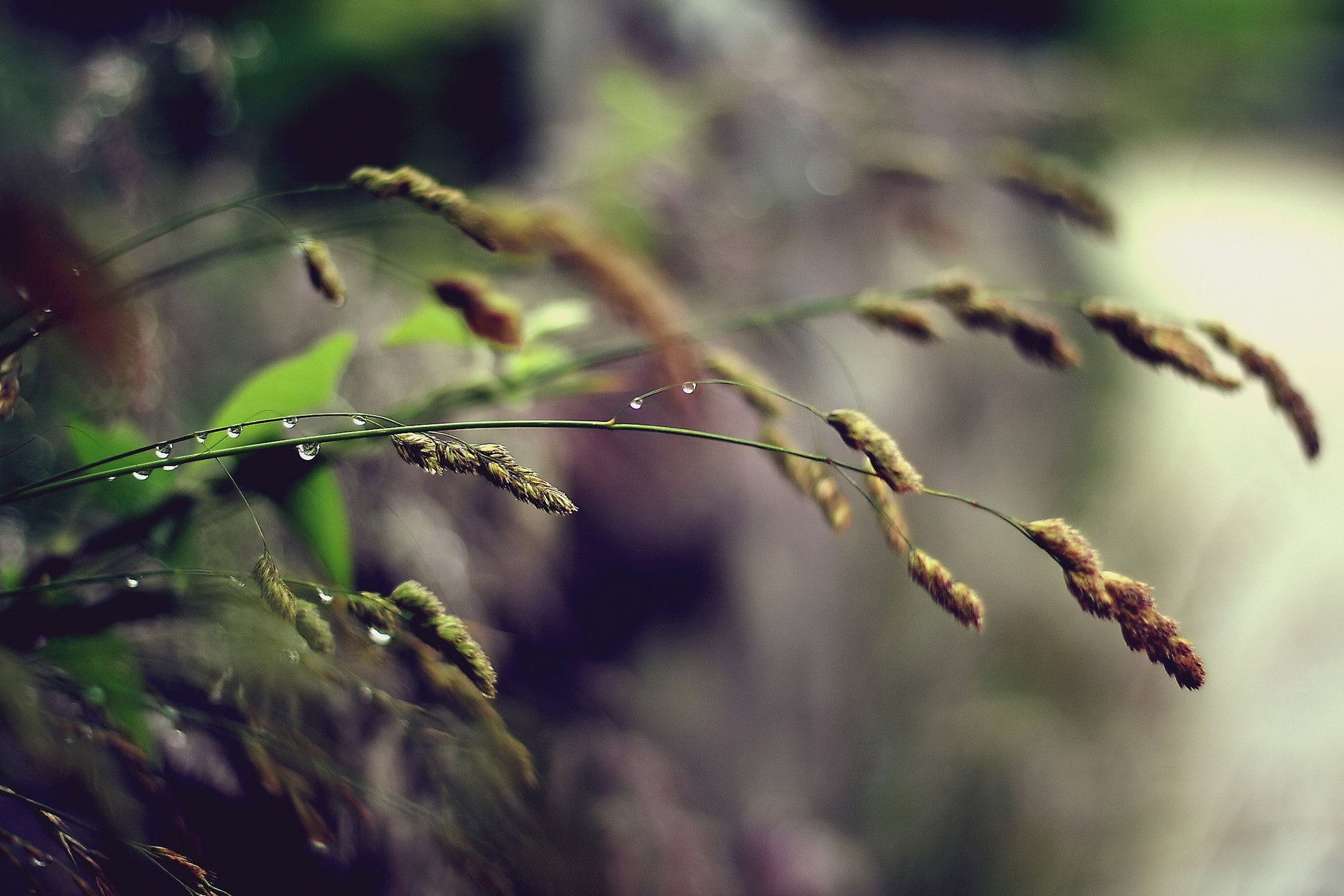 macro grass spikelets drop