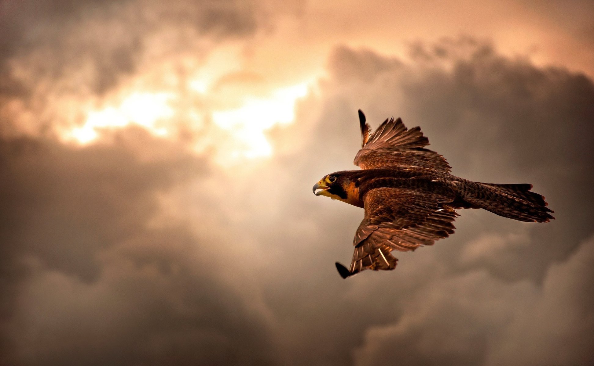 halcón nubes vuelo