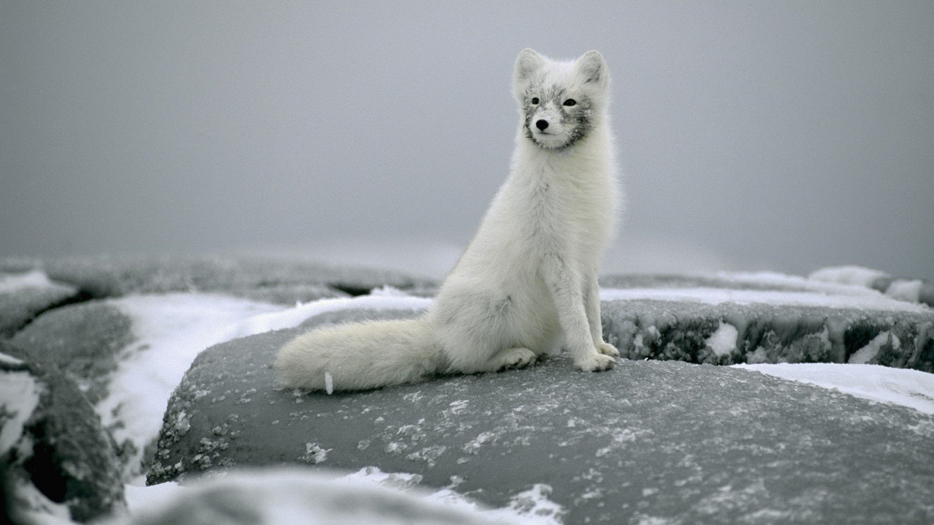 zorro ártico zorro polar sentado piedras nieve