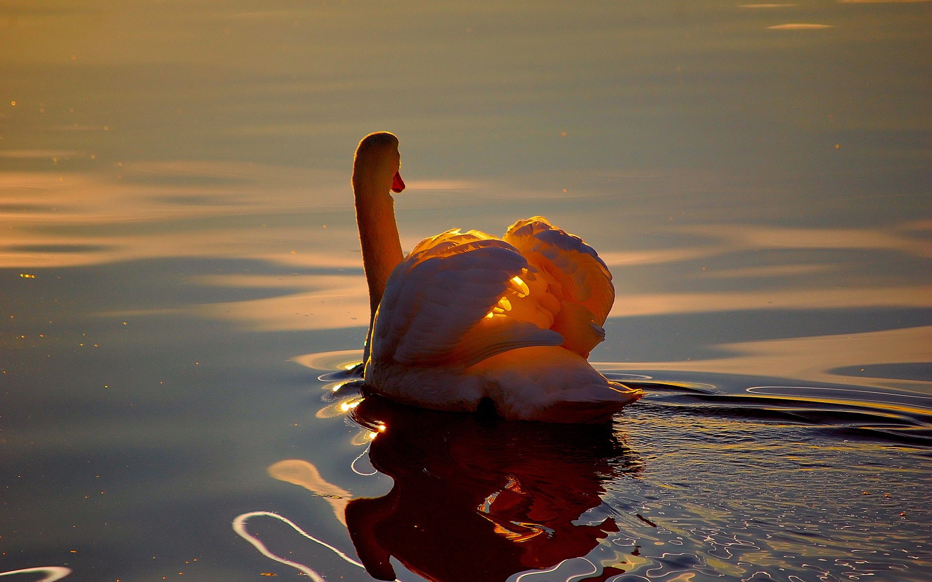 white ripple pond reflection pond water swan