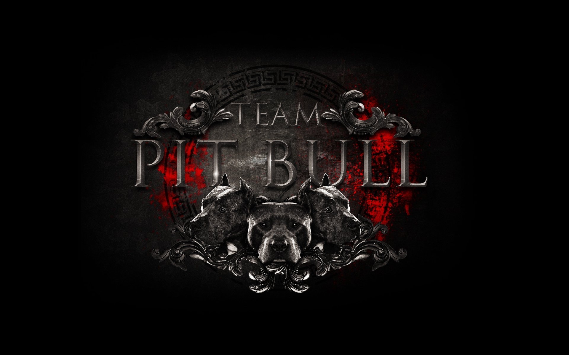 logo logo squadra pit bull squadra fight club arti marziali miste arti marziali miste pitbull