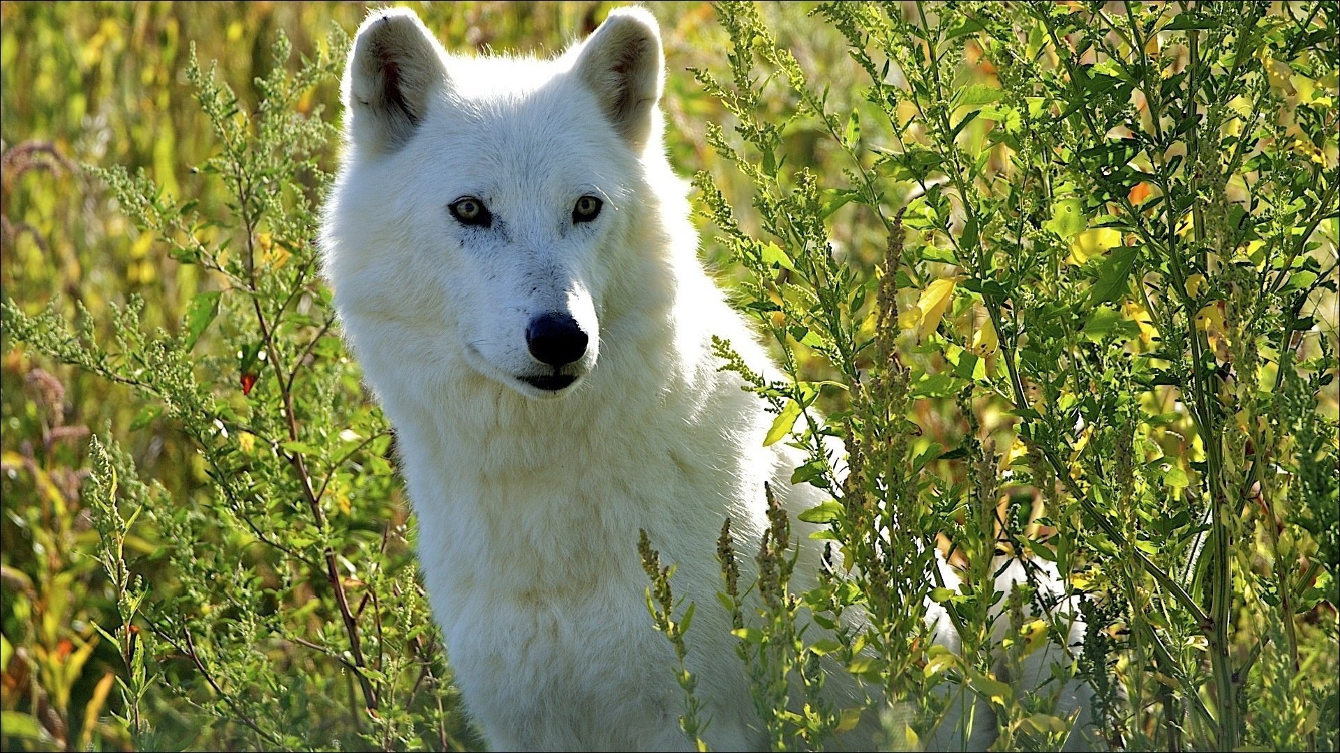 wolf im gras sitzt weiß