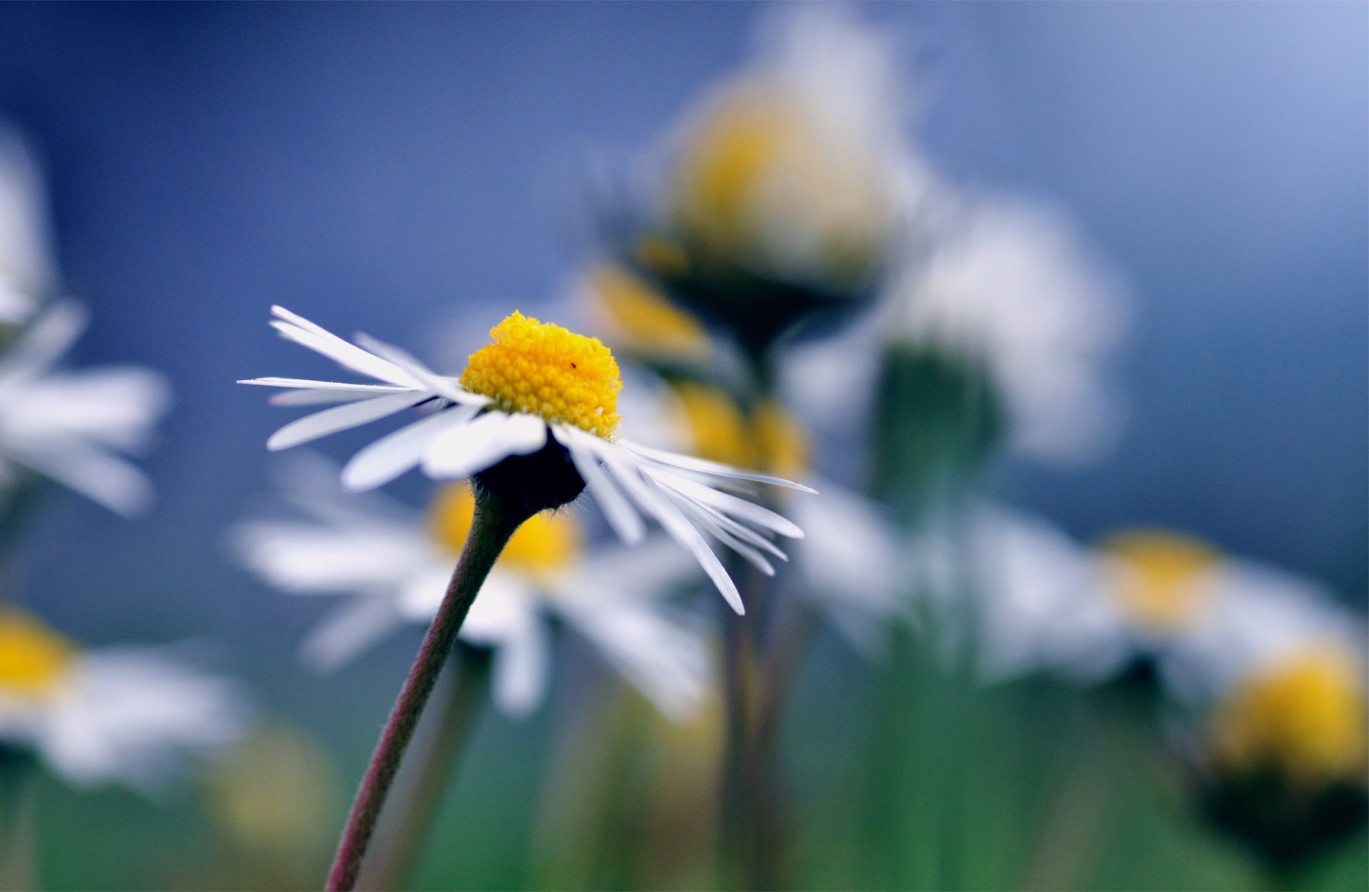 marguerites flou macro fond bleu