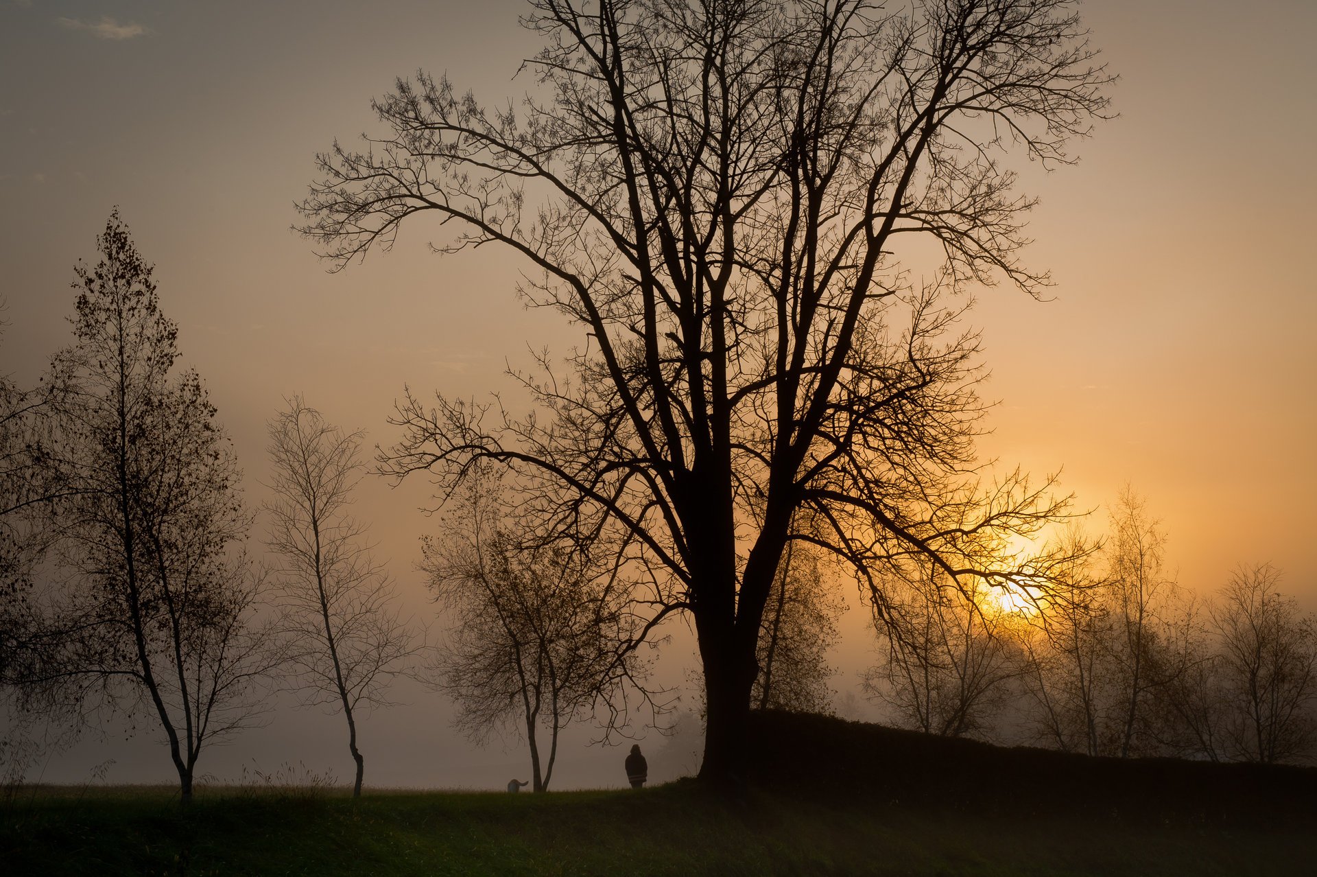 abend nebel sonne bäume silhouetten spaziergang sonnenuntergang