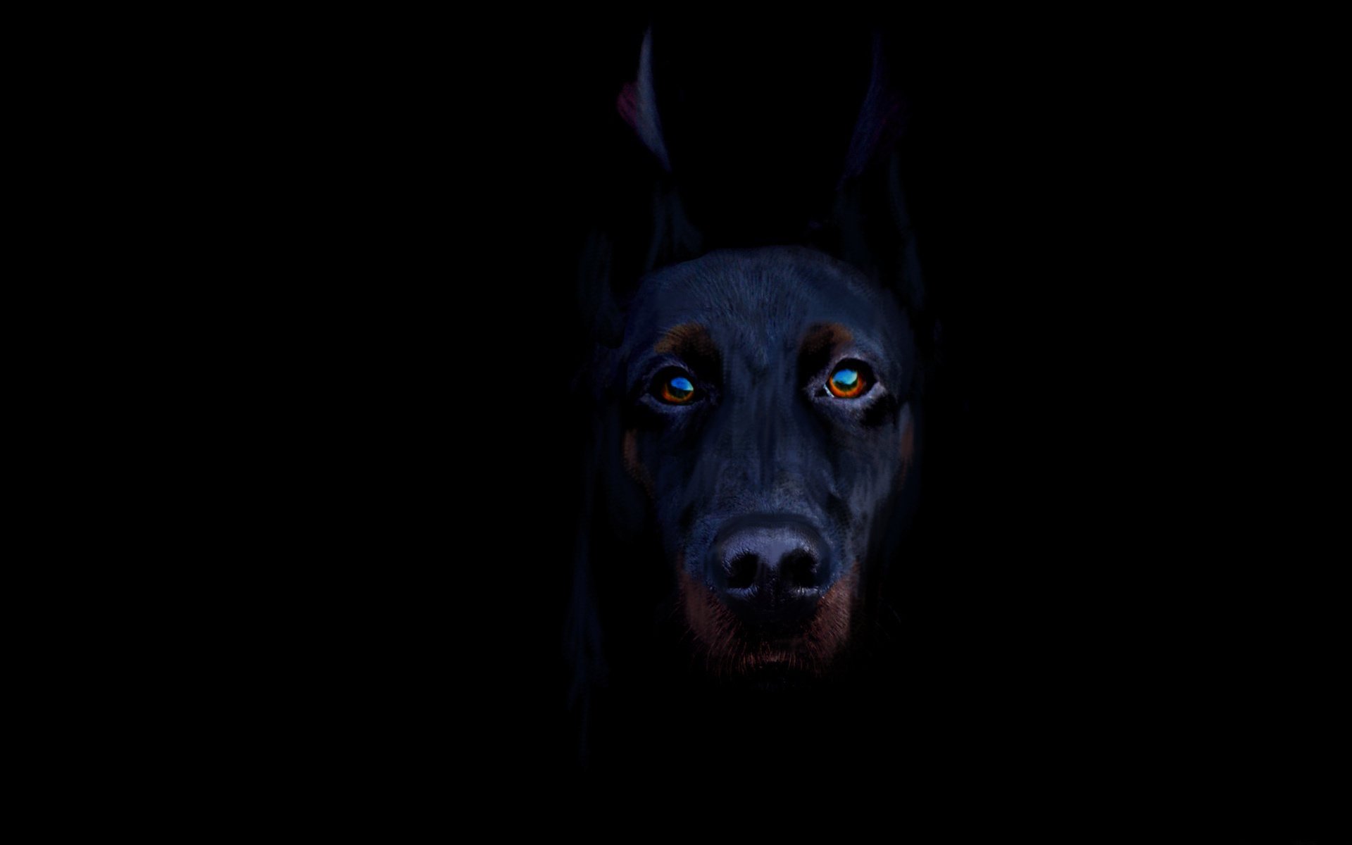 black and tan doberman dog dog black background look breed animal