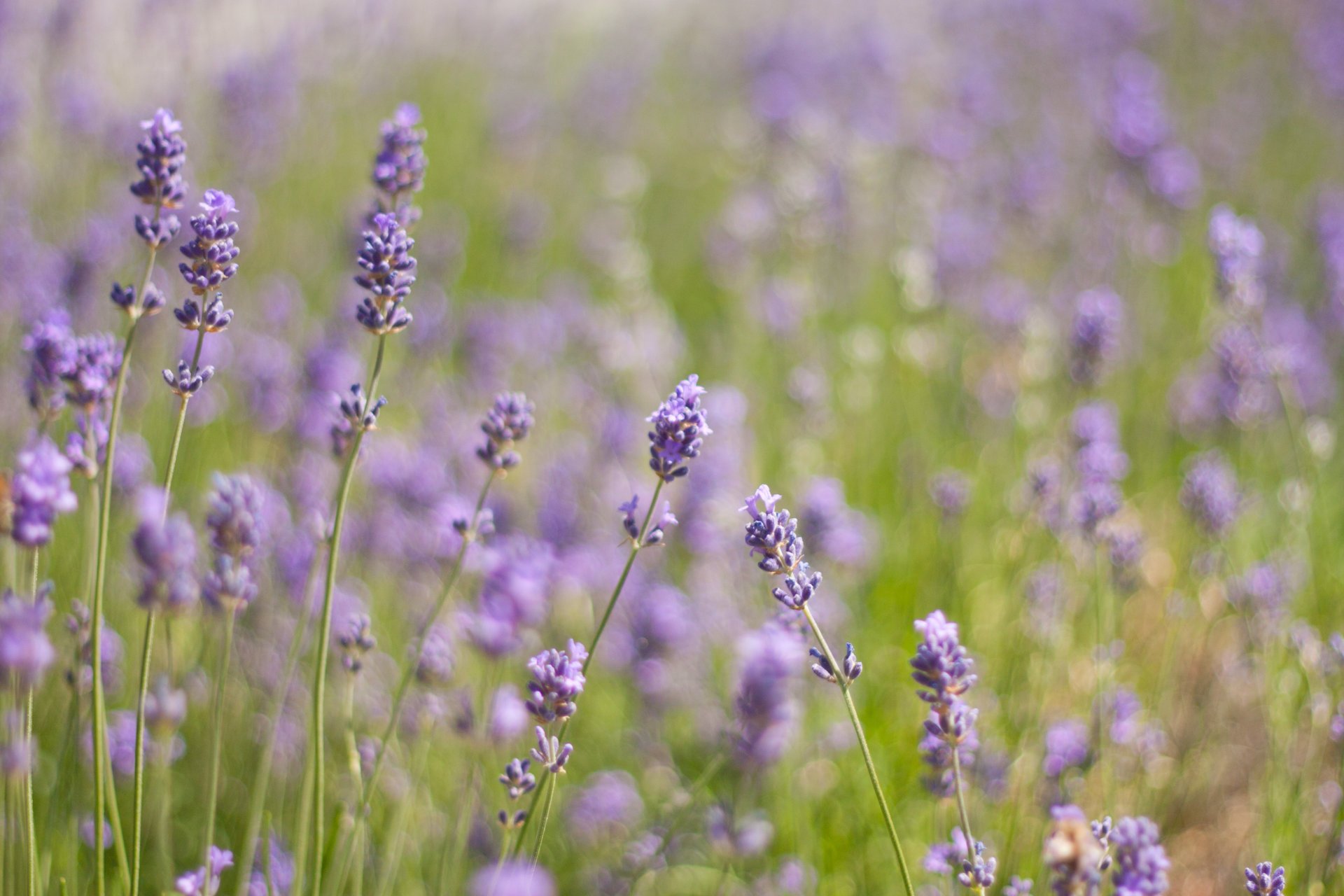 fleurs lavande champ lilas violet plantes