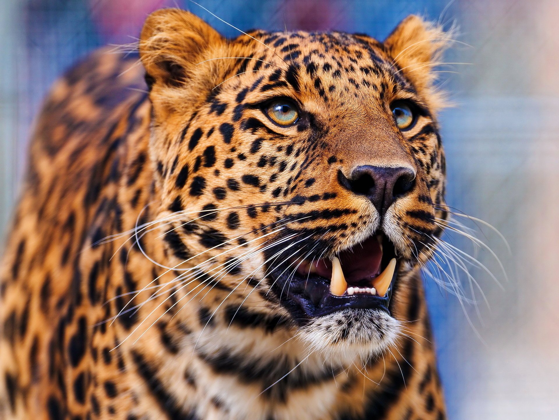 leopard muzzle leopard looking up standing