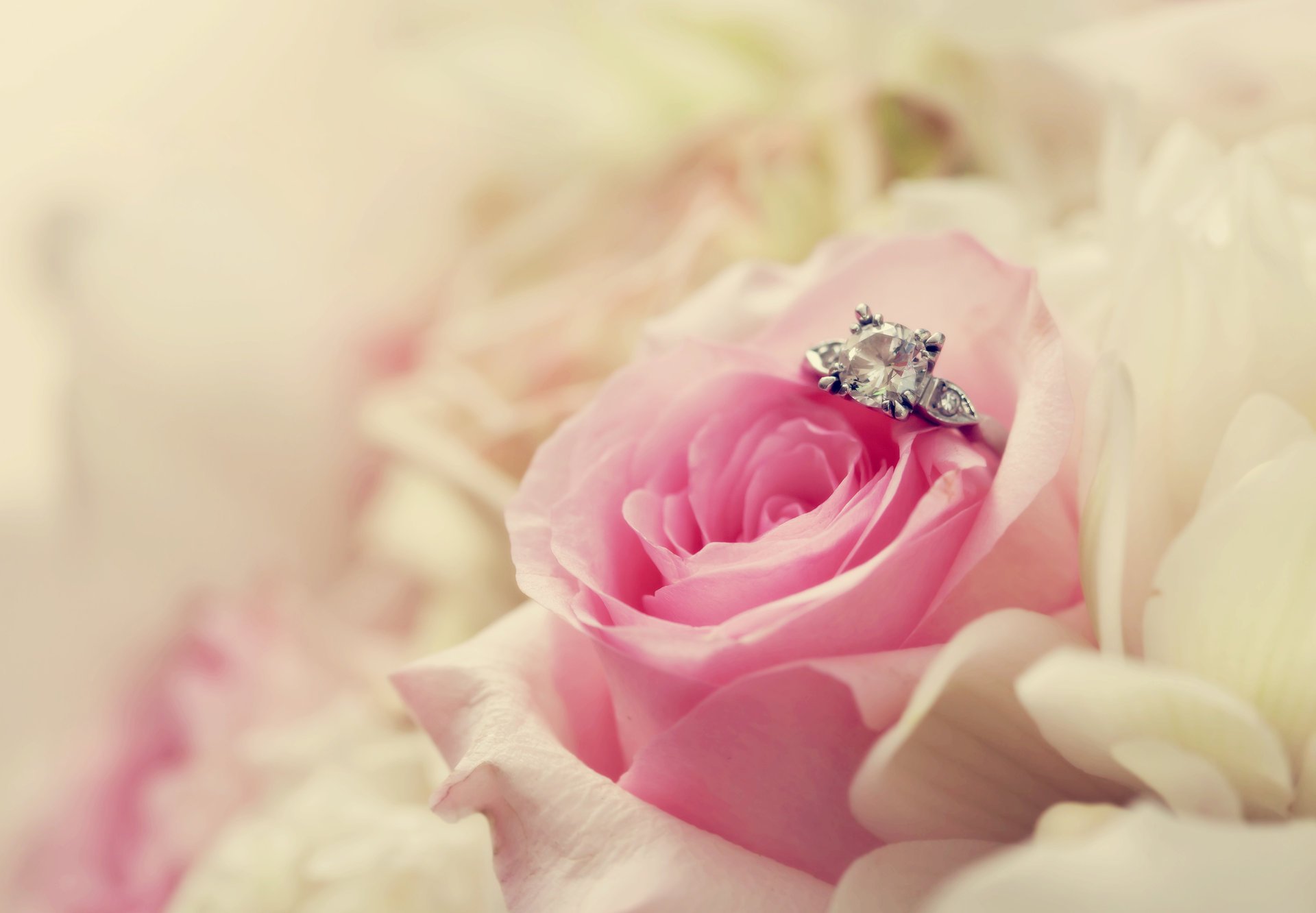 flower macro pink ring rose