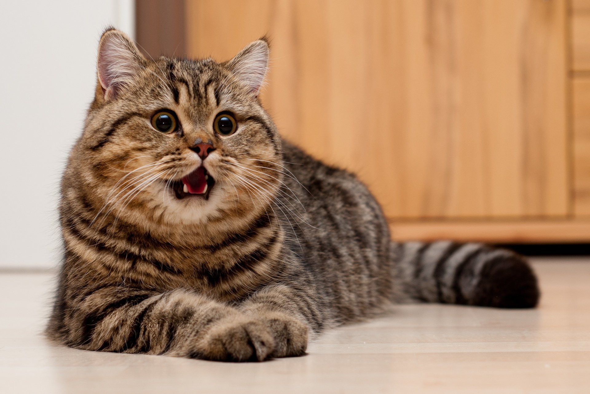 gatto faccia sul pavimento sguardo giace