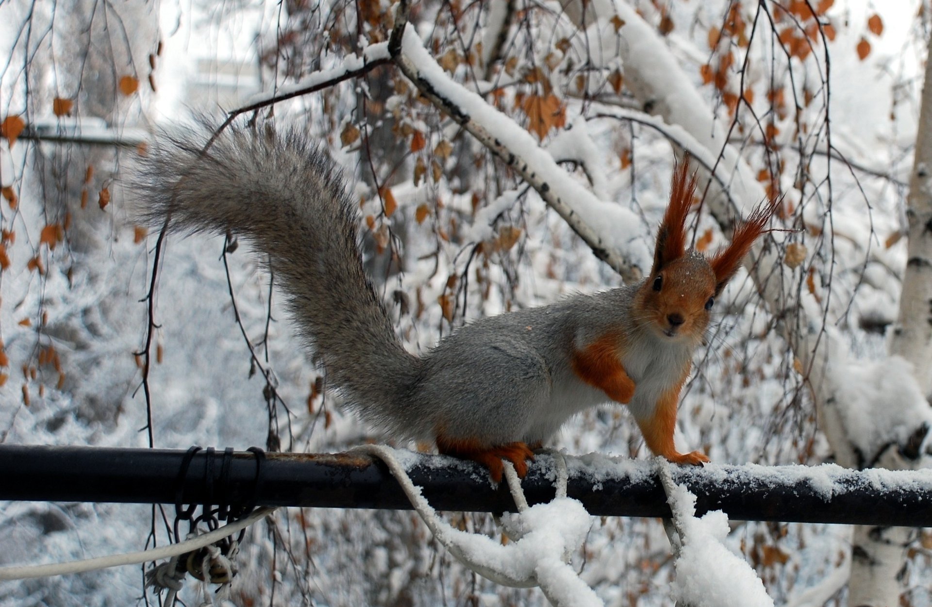 ardilla invierno ramas