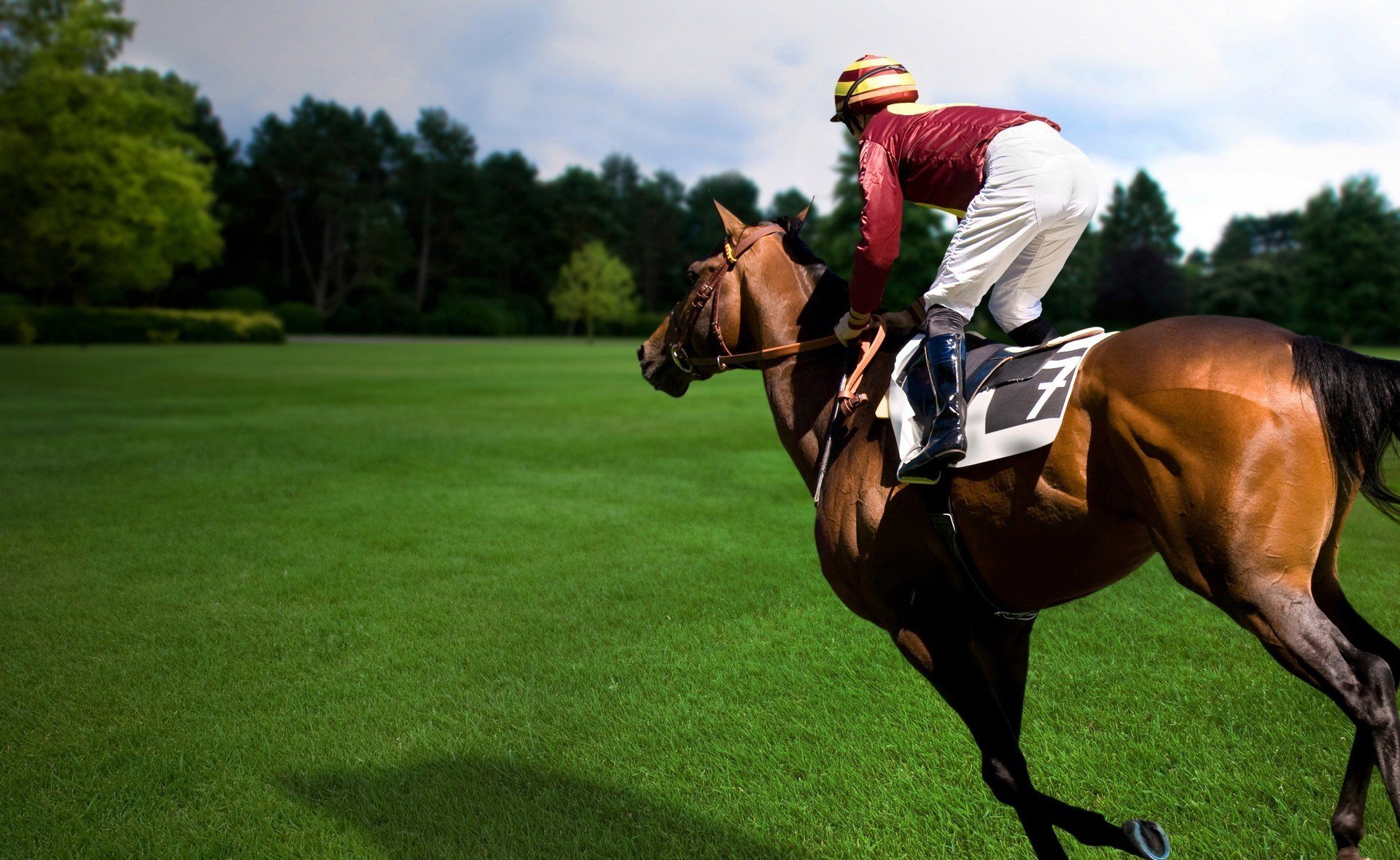 equestrian sport rider horse horse