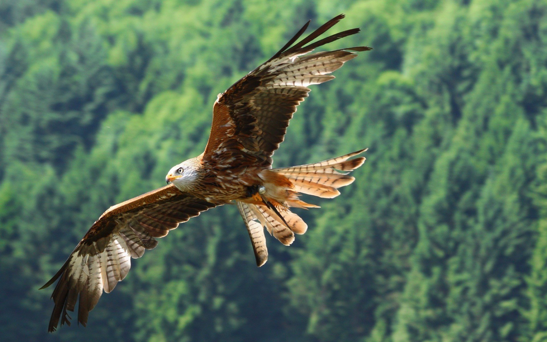 oiseau aigle vol