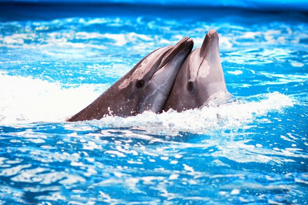 A pair of dolphins perform at the dolphinarium