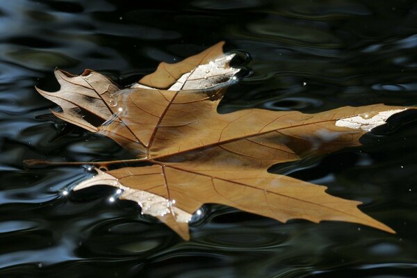 Foglia gialla autunnale sull acqua