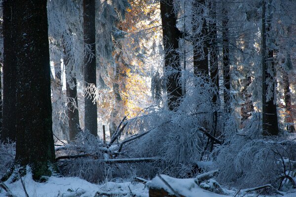 Winter forest trees in the snow