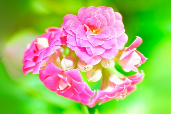 Composition de fleurs vert - rose