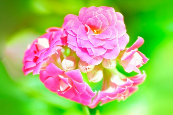 Zielono-różowa kompozycja kwiatów