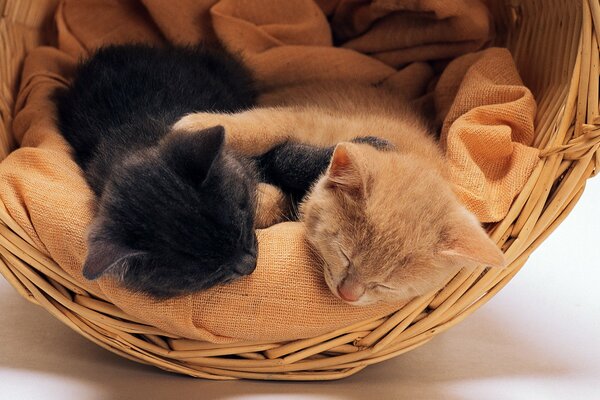 Kittens are sleeping in a soft basket