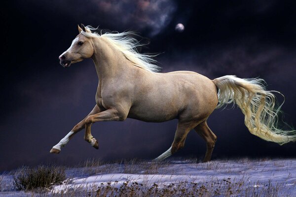 A horse with a white mane gallops in the moonlight