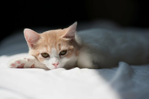 A little sleepy kitten on the bed