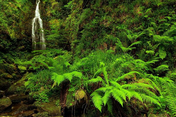 La belleza de la naturaleza, una pequeña cascada entre un helecho