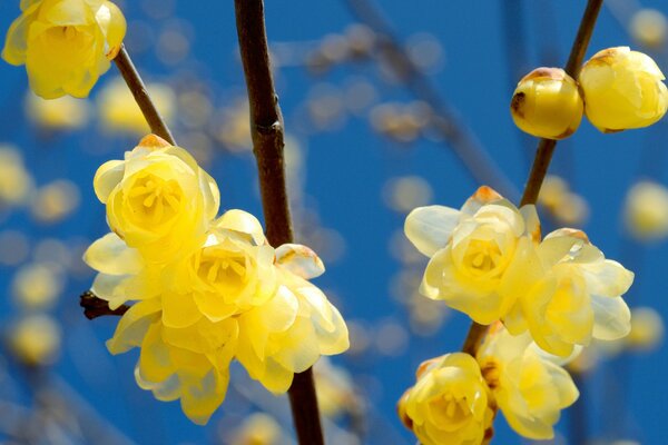 Beautiful yellow flowers. Blue sky