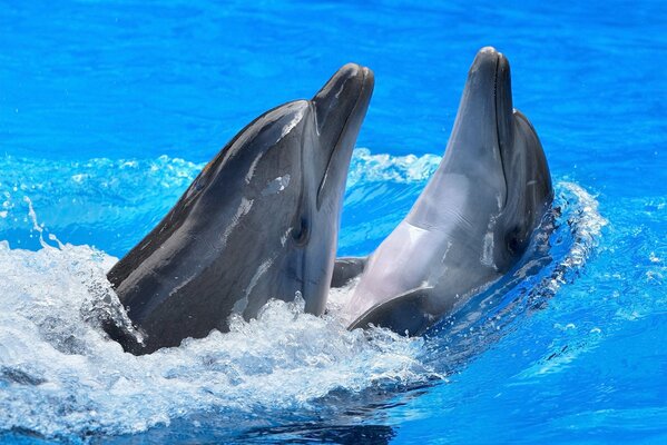 Dauphins jouant dans l eau bleue