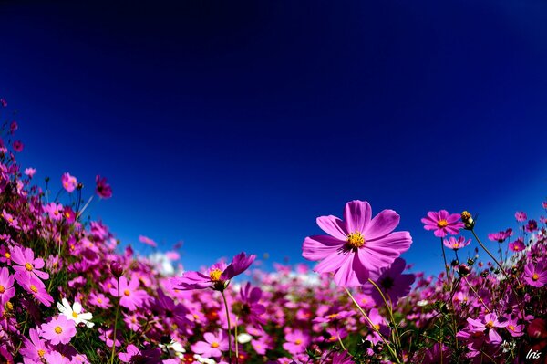 Summer pink cosmea next to the sky