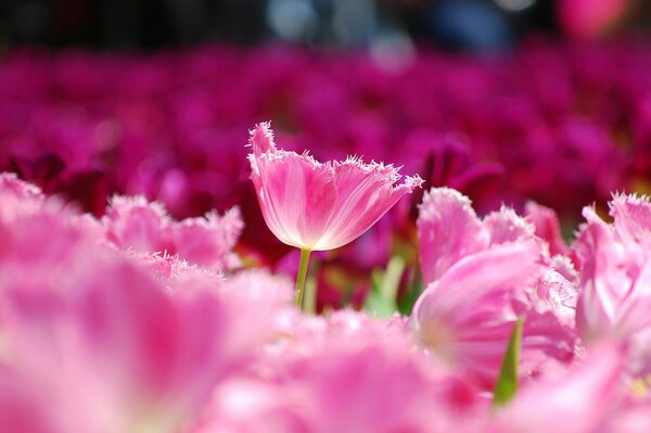 Tulpenfeld mit rosa Blütenblättern