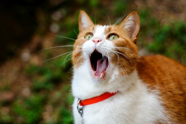 Czerwony kot w obroży ziewa