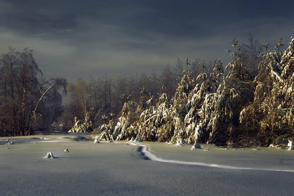 Forêt de nuit en hiver avec de la neige