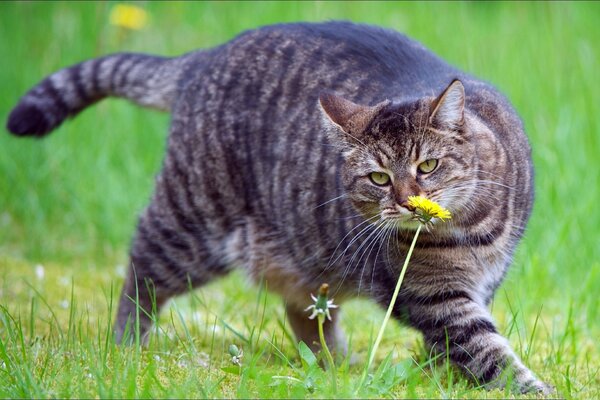 Chubby kote schnüffelt löwenzahn