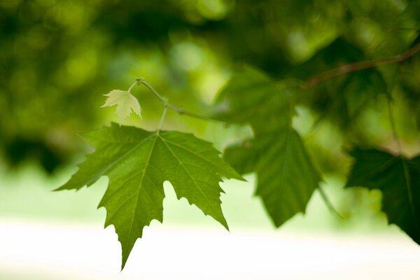 Feuille d Érable vert sur l arbre